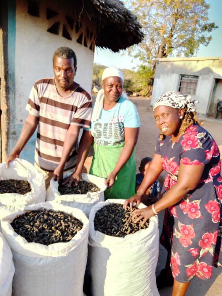 MusundireRobert's tweet photo. Supporting Inseprenuers@ AgriFoSe2030. Linking insect traders to markets https://t.co/pmv7FMAXlW