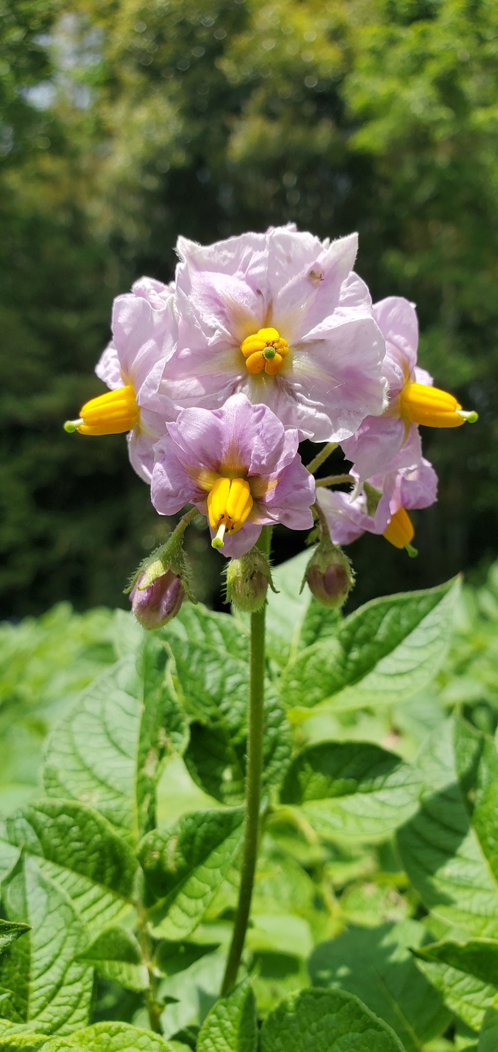 馬鈴薯の花 Twitter Search Twitter
