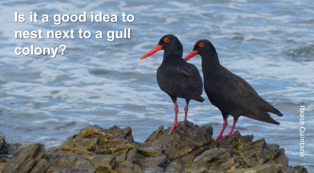 Graham Appleton (@grahamfappleton) on Twitter photo Oystercatchers turn to gulls for egg protection? 
wadertales.wordpress.com/2021/11/11/who… 
#waders #shorebirds #ornithology Oystercatchers turn to gulls for egg protection? 
wadertales.wordpress.com/2021/11/11/who… 
#waders #shorebirds #ornithology
