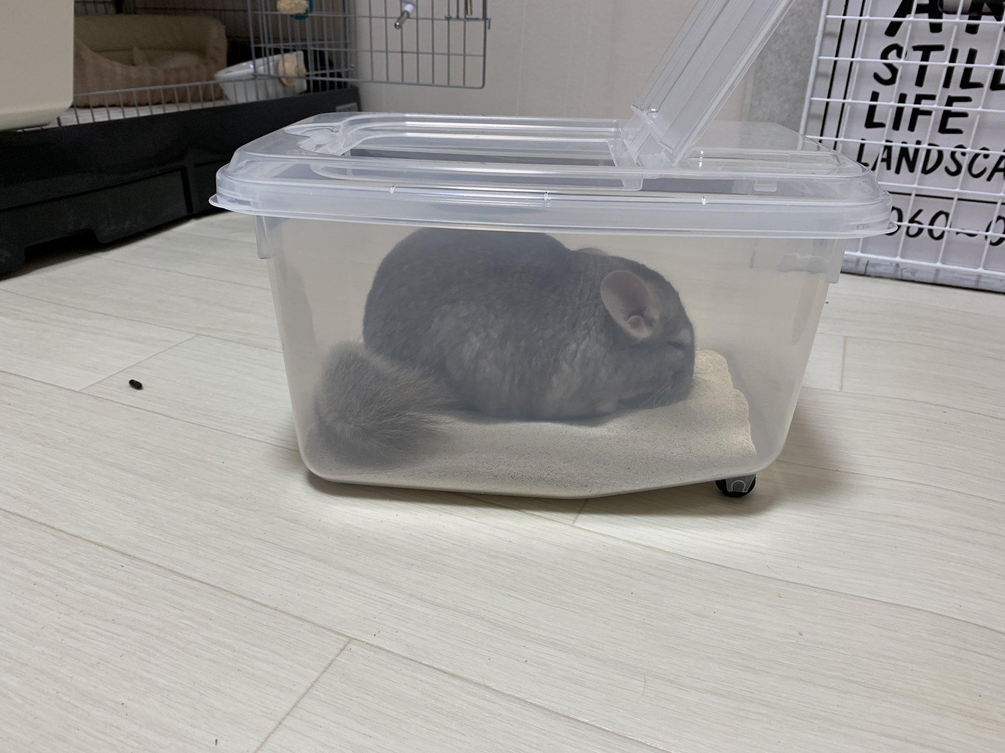 ふわそ on X: 
