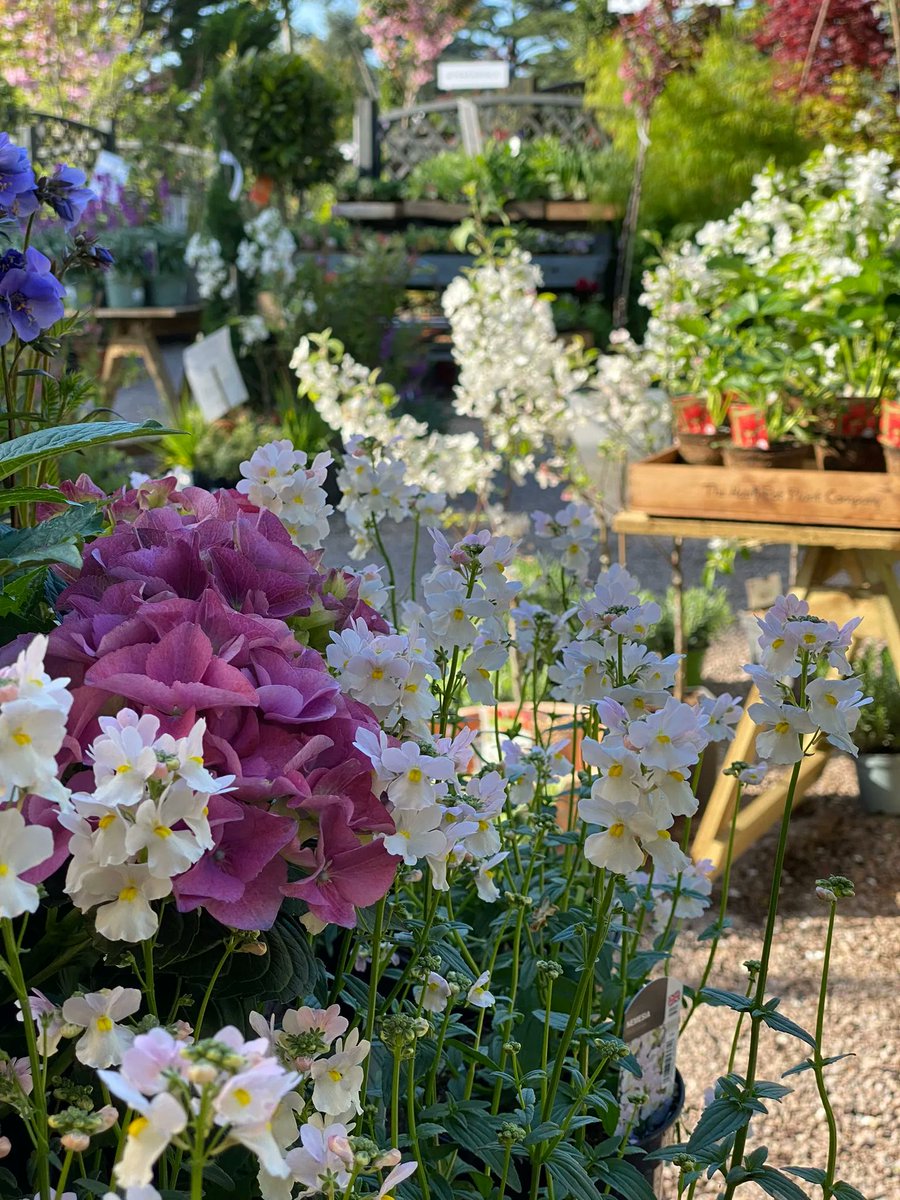 This is filling our Plantarium with scent. Nemesia 'Wisley Vanilla', one of our favourites. Lovely pink-flushed white flowers and a knockout fragrance. Perfect for summer!
#gardening #Gloucestershire