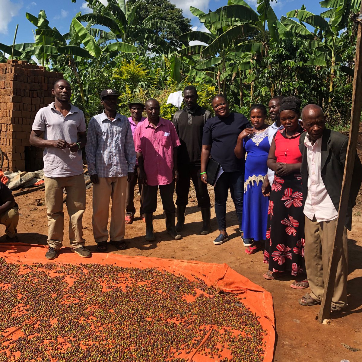 agribdcu's tweet photo. Yesterday, our Business Advisor Central region Sharon Nambasa carried out scoring of coffee farmers in Bukomansimbi, Masaka. They will soon start their lessons where theyโll acquire more knowledge on how to become more sustainable in #agribusiness #adc #coffee #coffeegrowers https://t.co/sUSlsH1CoR