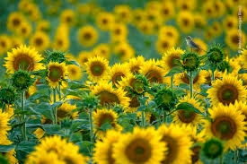 NMG_Translation's tweet photo. #sunflower
#SunflowerLand
#beautyofnature
#blessingsofnature
❤️❤️❤️ https://t.co/qHY1mhGfNg