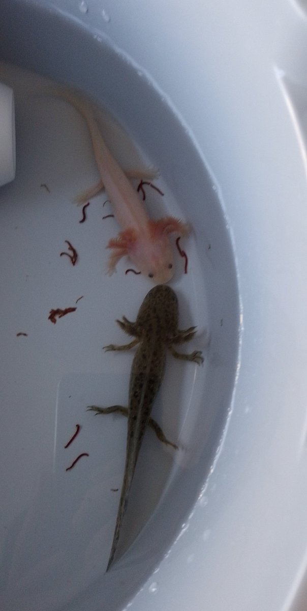 nanodog14's tweet photo. New babies :)))
#axolotl https://t.co/Nk8MwZRQGb