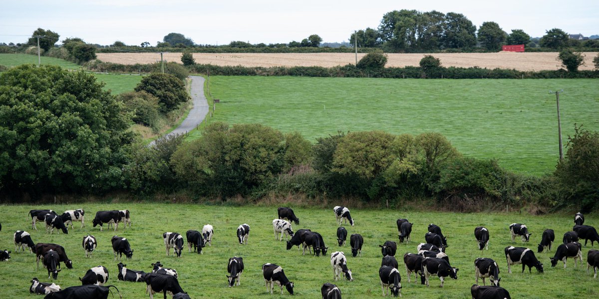 Amazing grazing. 

Find out more about The Kerrygold Difference: 
kerrygold.com/uk/grass-fed/o…