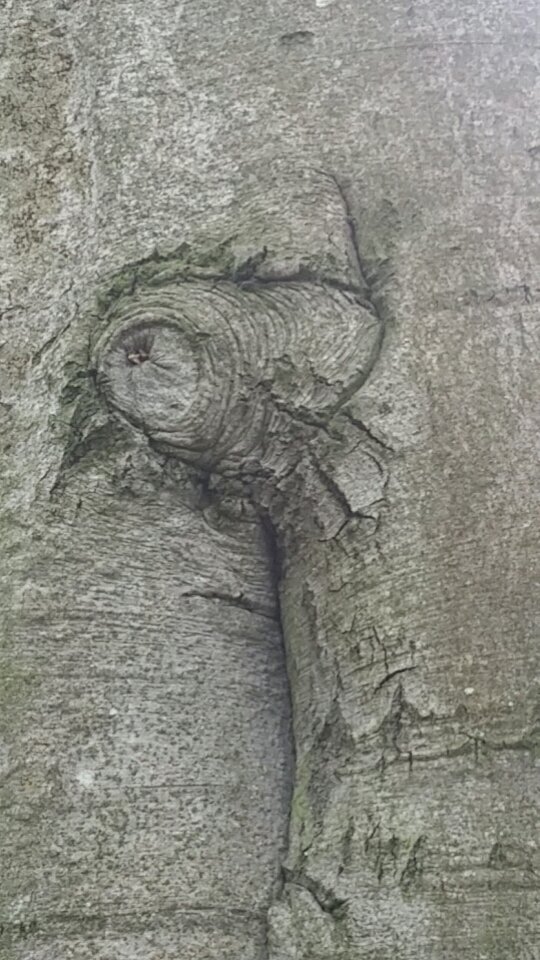 KateWil89340507's tweet photo. A bird in the bush? https://t.co/EvHD3J8Rsa