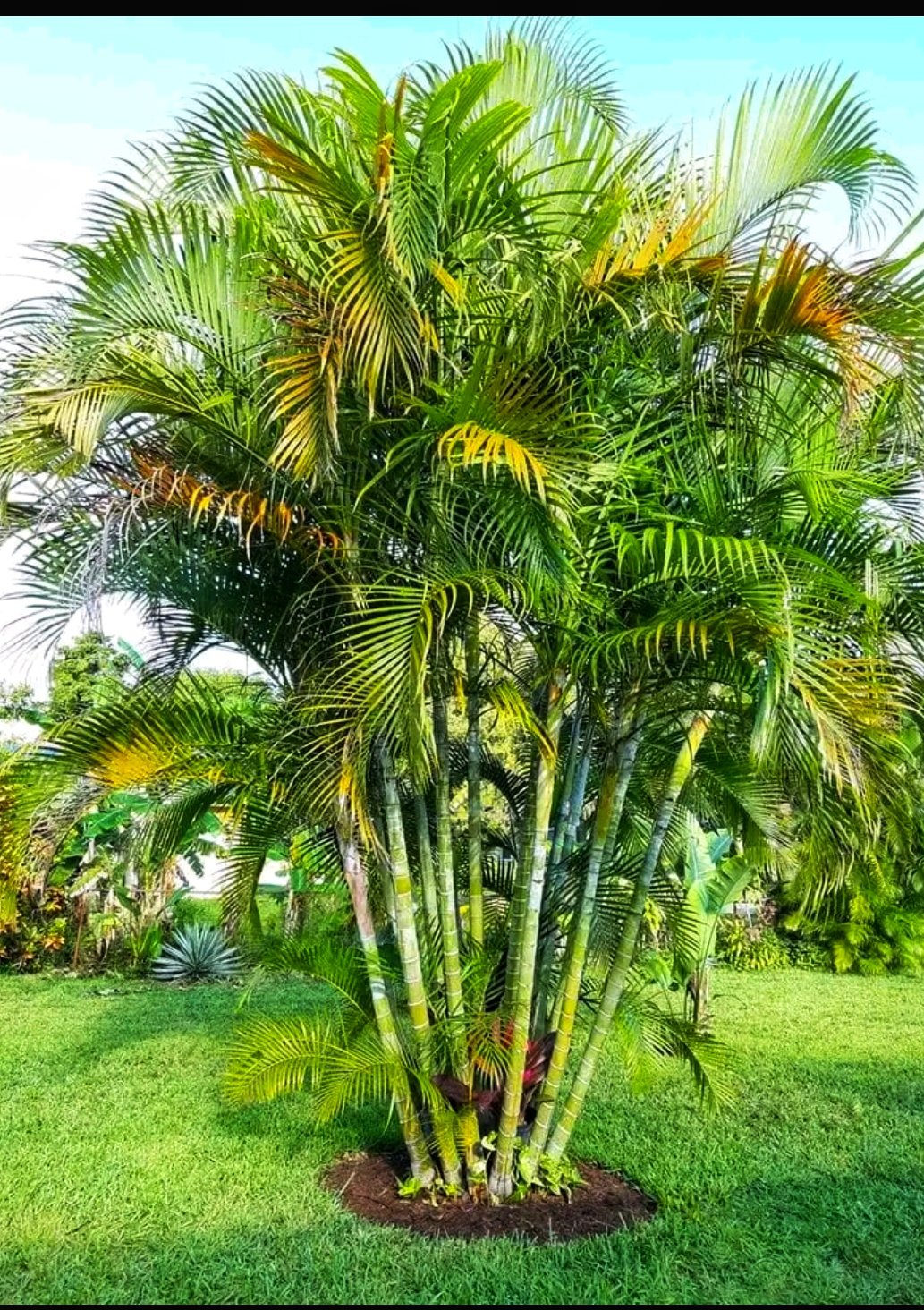 Golden 2024 palm tree