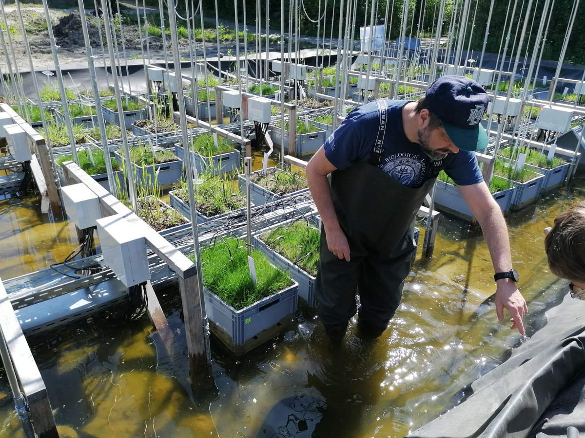 NordSalt's tweet photo. The #NordSalt team sampling the long-term common garden experiment @unihh to test how #increasingtemperature affects #CarbonCycling in Nordic #SaltMarsh ecosystems! https://t.co/WcvjDVkhba