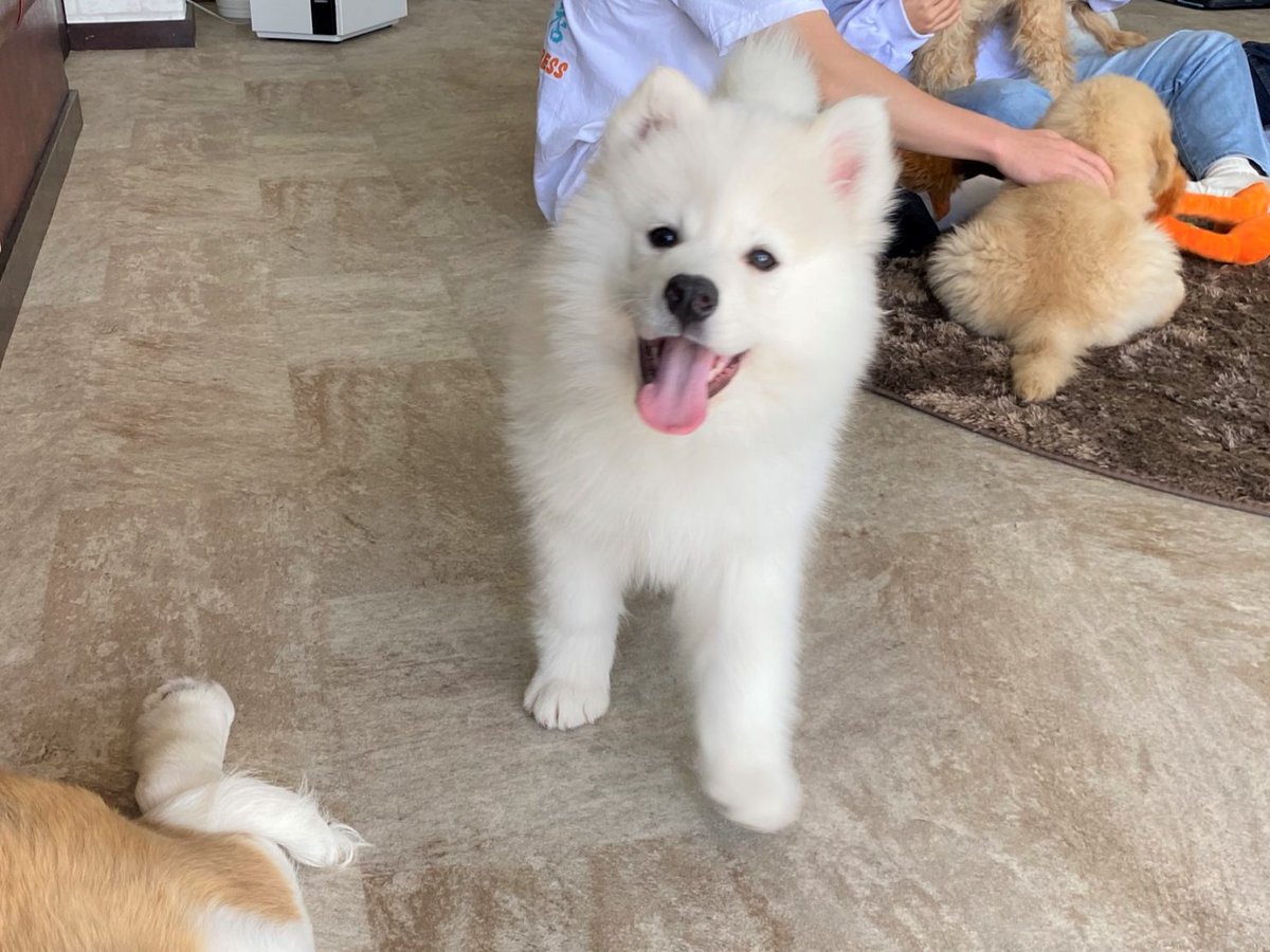 レクリム 行きたい が見つかるメディア 日本初 大型犬とふれあえる犬カフェが千葉にオープン ふわふわで人懐っこいワンちゃんたちに心を掴まれること間違いなし 荷物置き場や観覧スペースもあるので 自分のペースで楽しめます 大型犬カフェ