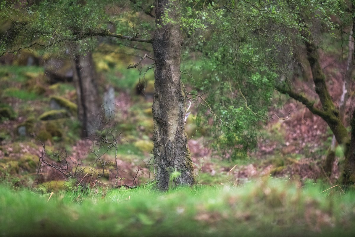 Even though there was a constant drizzle this morning it was still gorgeous out there. Find the full grown stag is the game. Lol wonderful moment walking in the woods at dawn, can you imagine the silence and also the feeling of being watched . the cheeky chimp 🙂 🙂