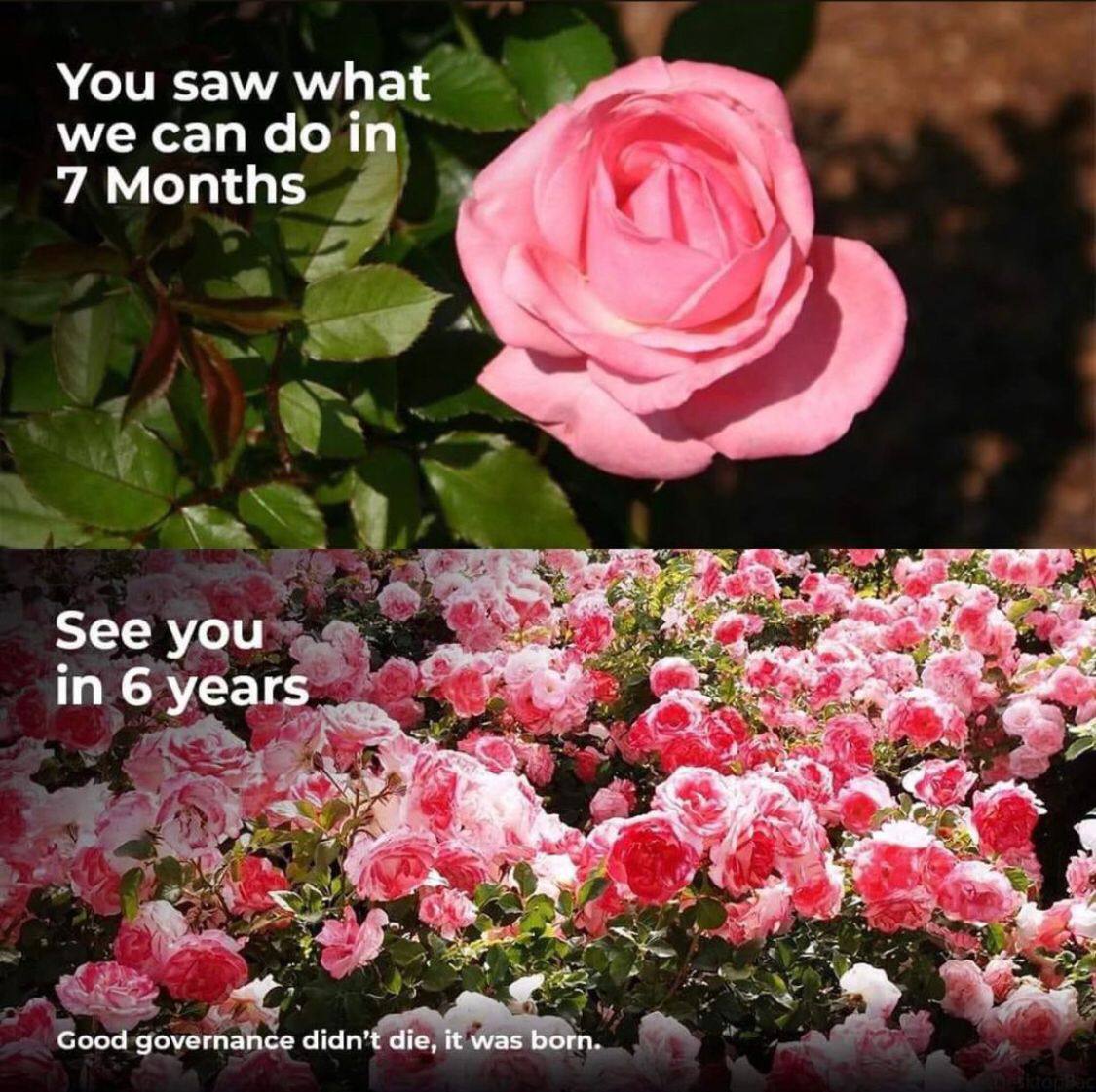 🌸 

(my tito <a href="/onepangilinan/">Juan Pangilinan</a> shared this in our family GC. ctto.)