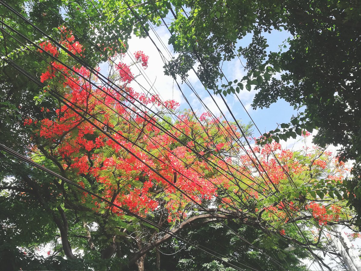 nicthedom's tweet photo. Look up. π
#lookup #flowers #flora #mobilephotography #phonephotography #PhotoOfTheDay #wheninqc https://t.co/24t8J8S7qX