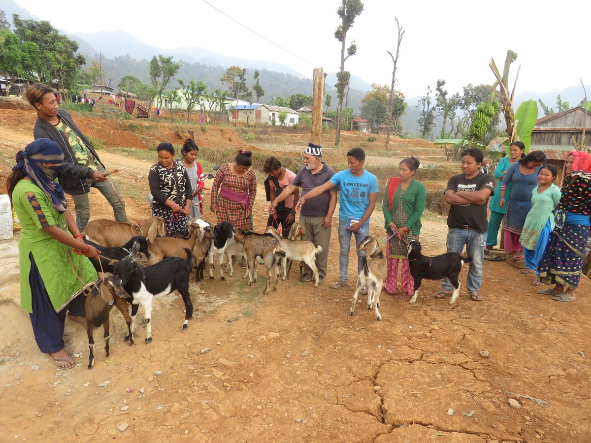 NTNCBCC's tweet photo. #Goat support was provided to #Chepang communities living in #Bansghari and #Saipam village of @KalikaNagarpal1 Ward No.11, as part of #AlternativeLivelihood to IWT affected families (n=30) through the project funded by @iwtcf.

#ControlPoachingandIWT #Rhino #Conservation #Nepal https://t.co/SGsHmxpoYz