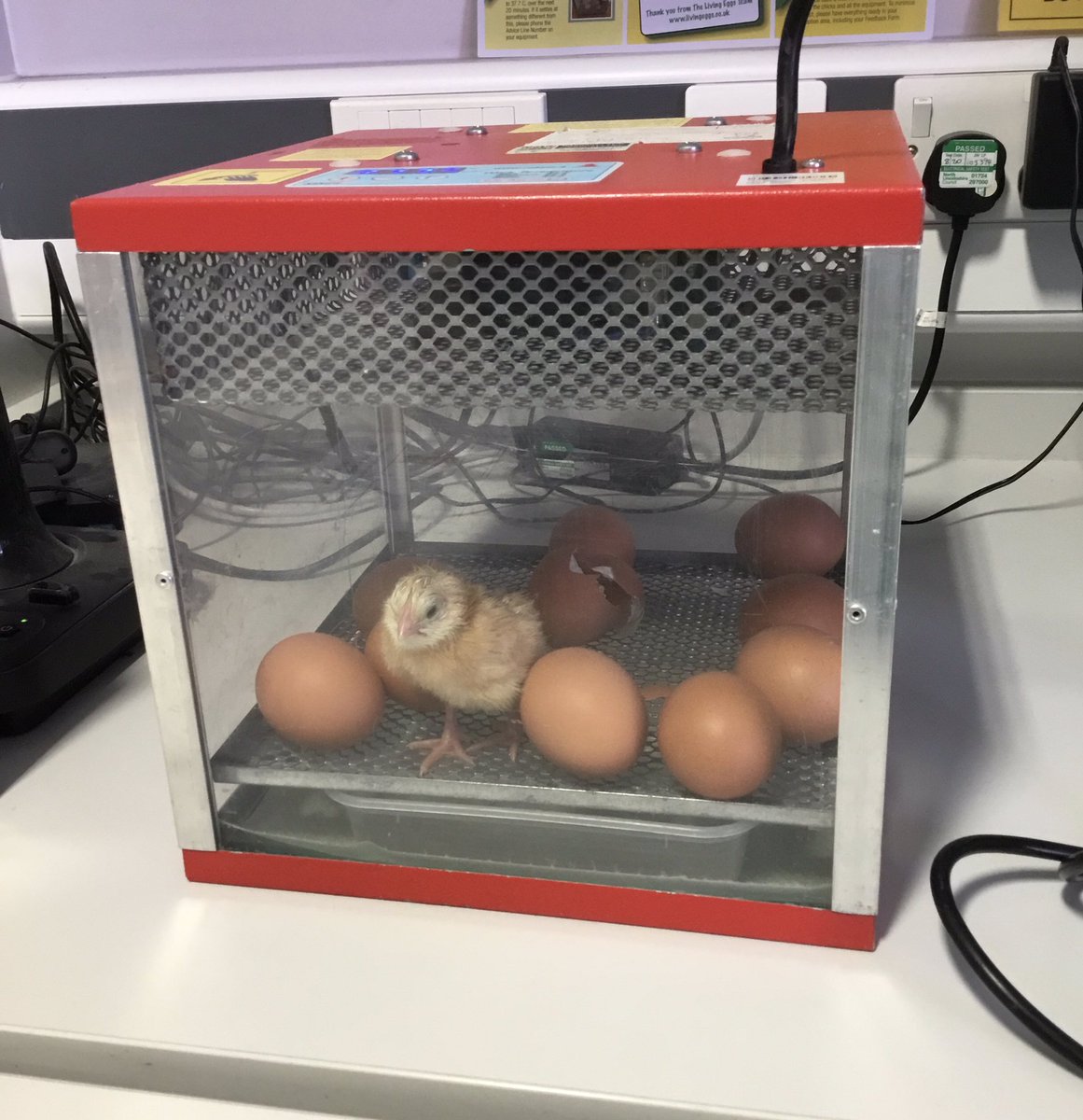 TGPS_NorthLincs's tweet photo. We have our first chick! π£ #TGPSScience https://t.co/ONBcmyhtL6