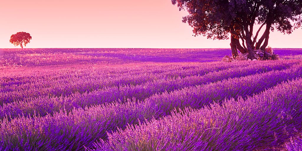 Between the last days of spring and the start of summer the lavender fields of #Brihuega turn this beautiful!💜Wouldn't you love to walk through them and smell their fragrance? #Thread

👉https://t.co/779rd6P1wp

#YouDeserveSpain #VisitSpain #SpainNature #Guadalajara @TurismoCLM https://t.co/Ryiy700KrN