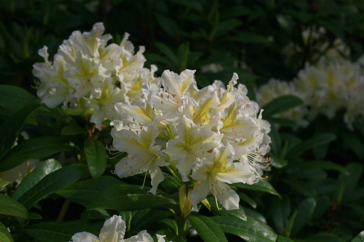 Rhododendrons are really putting on a show right now, Just a small selection of the plants flowering in the gardens at the moment. #rhododendron #opengarden #scentedflowers #maplestearoom #herefordshire