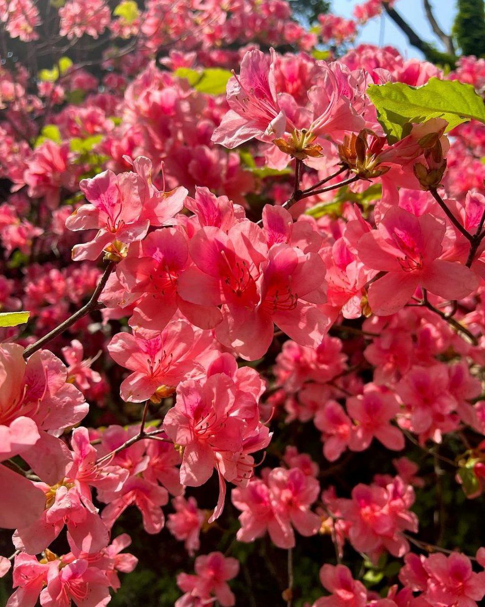 imsooyaaaa's tweet photo. her beauty with blooming flowers,, ily 🫶🏻🌸 https://t.co/wvkfEkRtjH