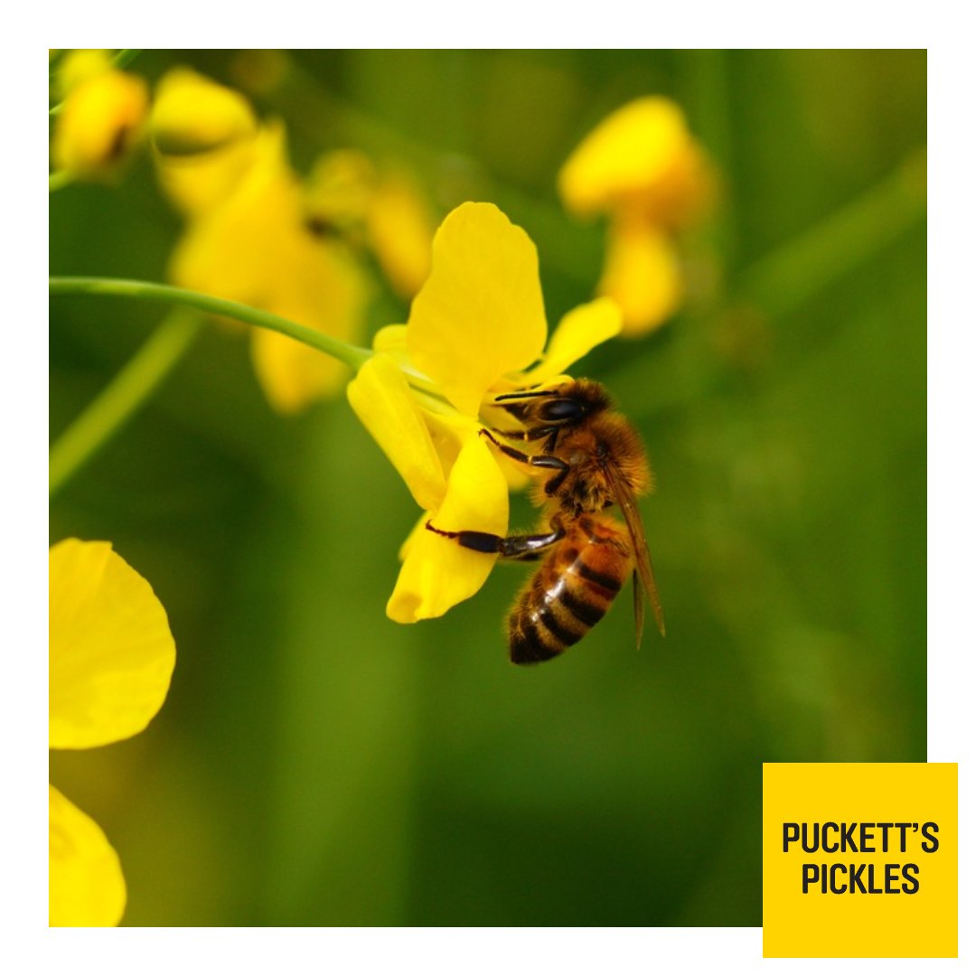 There is something really magical about getting up early in the morning when the days are so light and long.

The swathes of rapeseed smell so delicious and look so uplifting. We only use British rapeseed oil in our cooking as it is so good for you, rich in omegas.

#morning