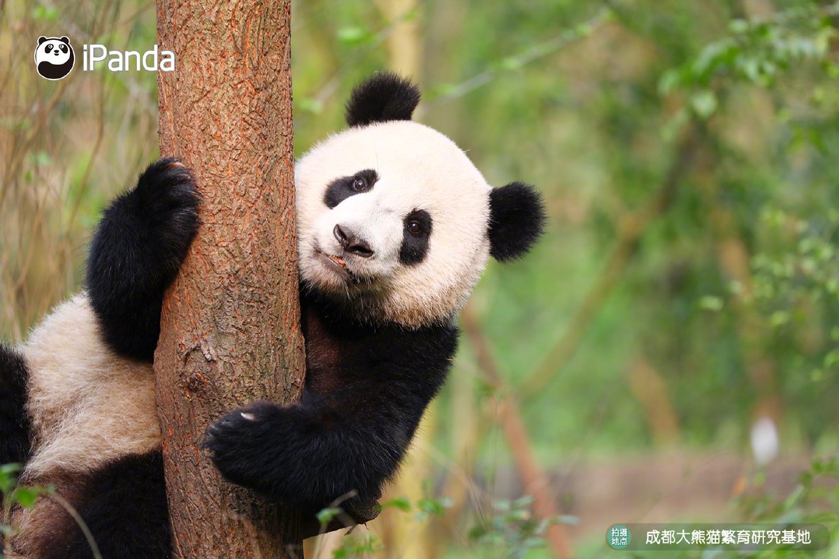 ipandacom's tweet photo. Who is the cutest still model in the world? To be honest, it’s me!
我探頭探腦的樣子有可愛到你嗎？

#PandaPic https://t.co/yWdue9rVXL