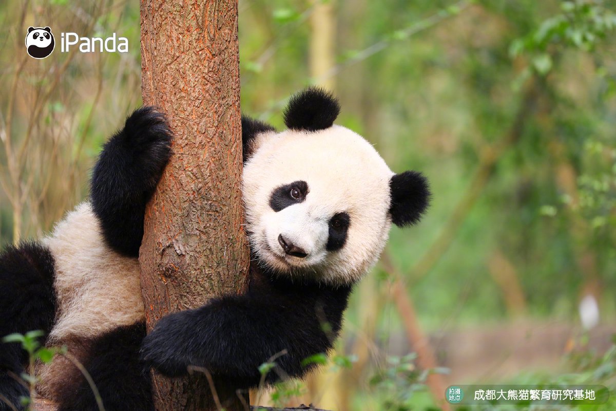 ipandacom's tweet photo. Who is the cutest still model in the world? To be honest, it’s me!
我探頭探腦的樣子有可愛到你嗎？

#PandaPic https://t.co/yWdue9rVXL