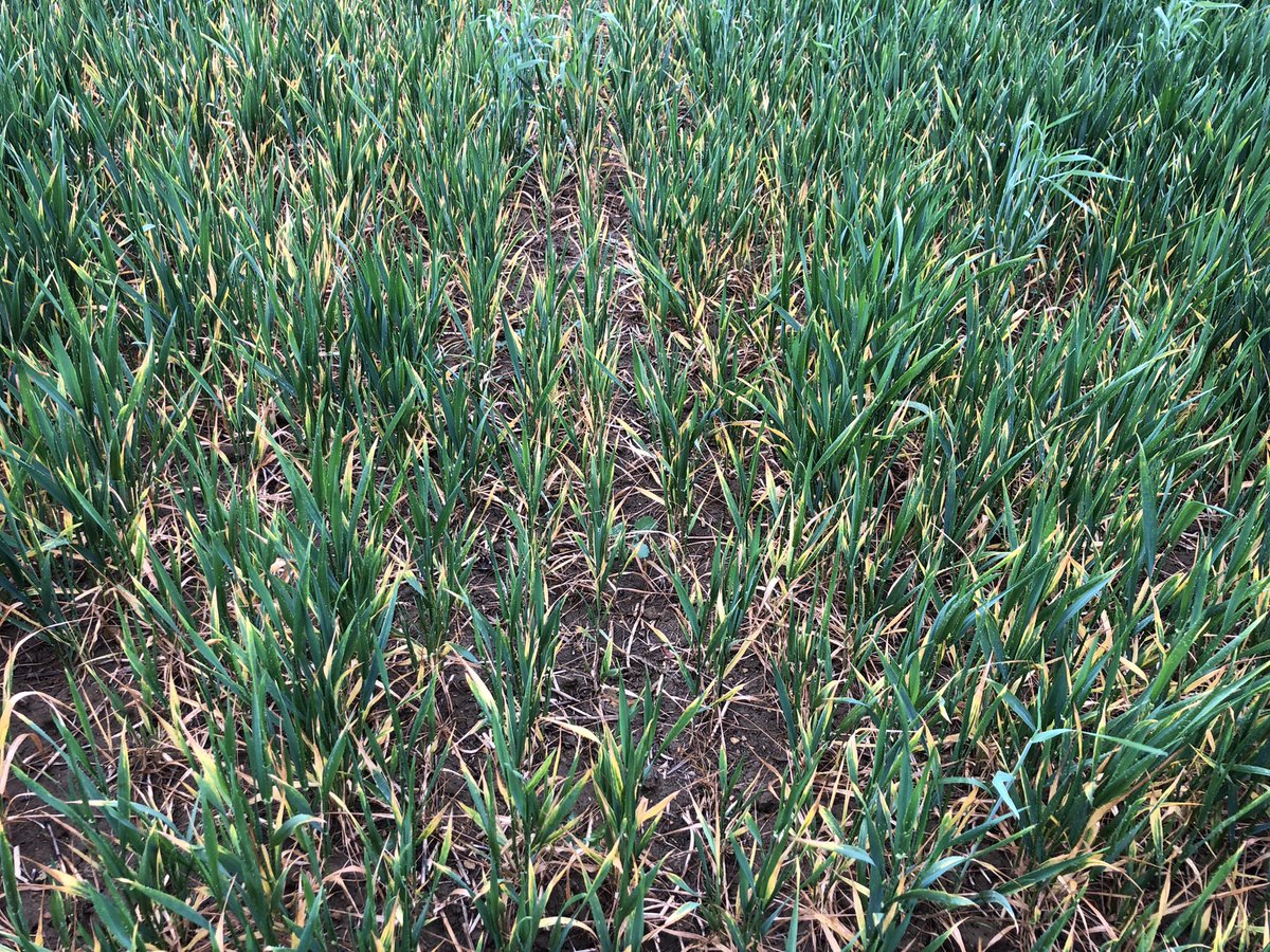 Kathrynstyan's tweet photo. Seems ironic to see these droughted patches wearing full waterproofs #finallyraining #bitlateforsome https://t.co/cUZiZ0kz61