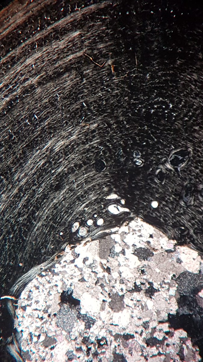 temnospondella's tweet photo. Check out our newest paper on the phytosaur and aetosaur growth from the Polish #Krasiejów #LateTriassic locality 🐊🦴 #paleo #histology
https://t.co/5jCSQJVyv3 https://t.co/ymx9aoZdCr