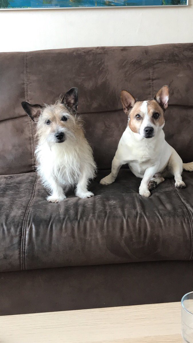Fectedd's tweet photo. @TheBigTCompany Like you’ll ever be able to make fun of these cuties https://t.co/zn1MBwnRpk