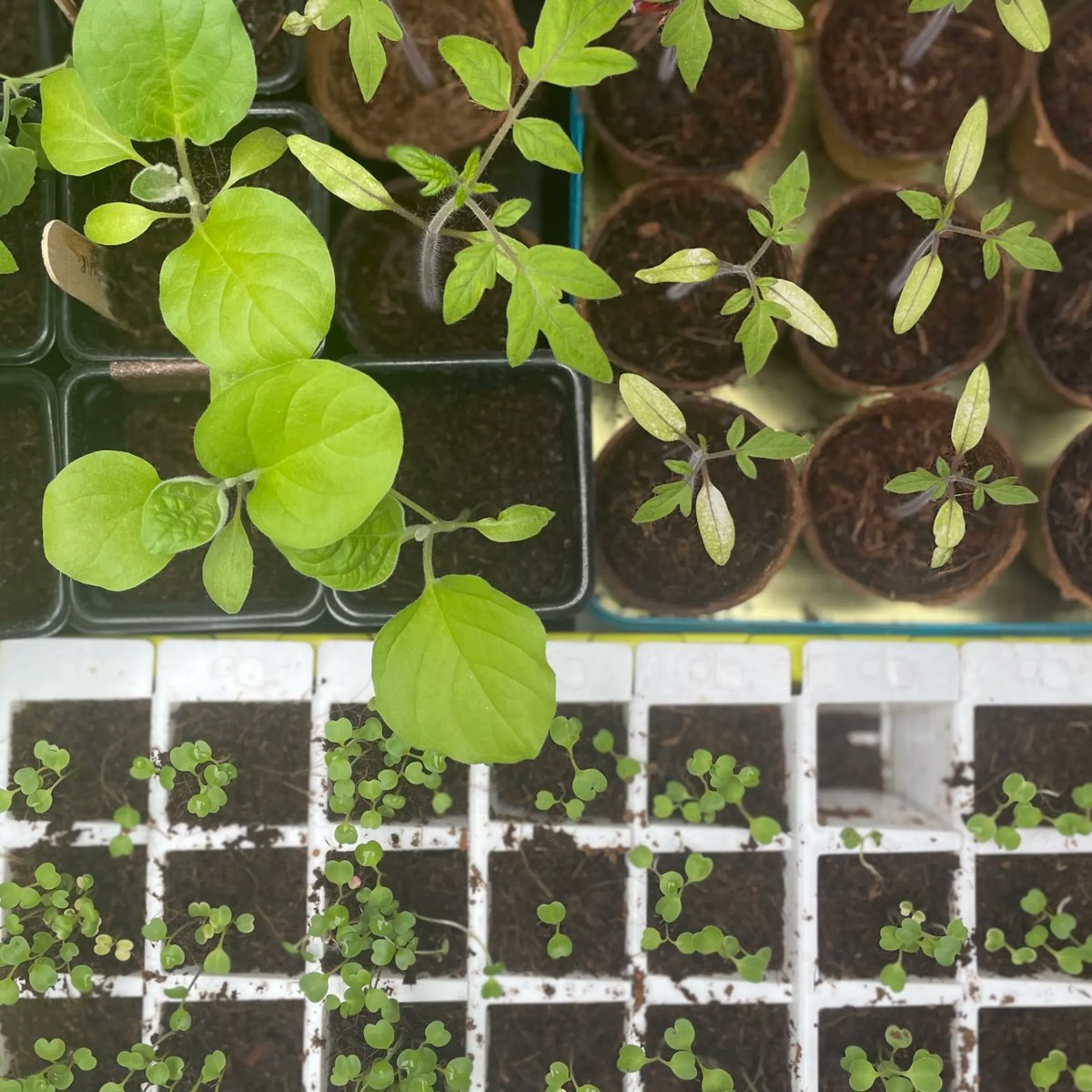 NaturalGrower's tweet photo. When starting seeds in pots never use garden soil - itโs too heavy, and can contain weeds and disease organisms.
Seed depth is also important. General rule of thumb is to cover seeds with compost equal to three times their thickness.
#seedlingtips #startfromseed #growyourown https://t.co/rzrsGivwxg