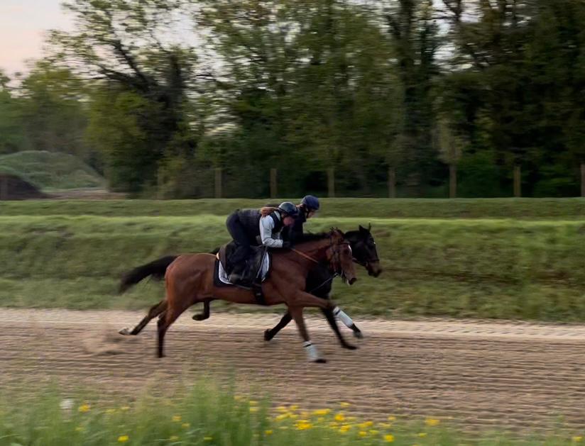 GrallErwan's tweet photo. #Actu #Partant
1️⃣ Partant aujourd'hui à #Dieppe (R3)
🐴 Banana Shot - 1️⃣0️⃣7️⃣ avec @Geoffreyre2.
🎙️"Elle va profiter de son expérience en plat et de sa maniabilité pour être montée près de la tête. Elle doit avoir une chance dans un lot difficile à cerner."
📸 @Janehrdmn https://t.co/4Nu4Rf8A6k