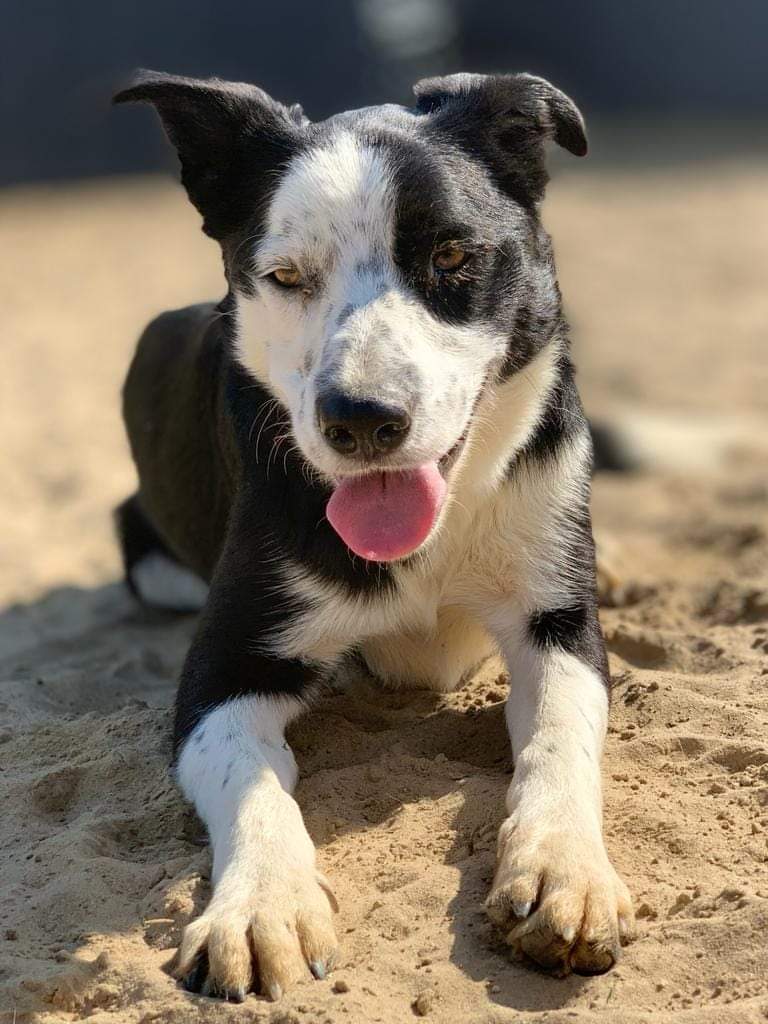 HartCollie's tweet image. I'm called BLUE 💙 &amp;amp; 18 mths old and Diane said I'm ready for adoption💙
I'm still a bit nervous of people I don't know but once we make a bond I'm fine. I don't really like the noise of cars so I'd like a quieter area to live. If you think I'd fit into your family please message