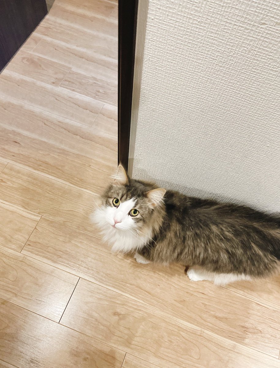 llya_cat's tweet photo. 前髪（？）がすごく7:3 https://t.co/792XPkFp95