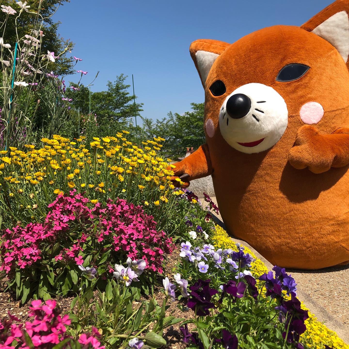 いなりん 東三河ふるさと公園はお花がとてもきれいに咲いてるだリン 園内を散策してロックガーデンまで行くとシャクナゲがきれいに咲いてるだリン 東三河ふるさと公園 サーラプラザ豊川 花と笑顔 いなりん 豊川市 T Co 4nisrqrxdz Twitter