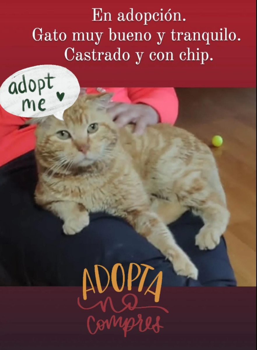 Colonias_Noain's tweet photo. Hemos tenido unas semanas intensas de rescates y acogidas. Somos una Asociación recién creada dando sus primeros pasos, pero firmes y decididos a ayudar a los #gatos comunitarios de #Noain #Navarra como Tommy, #AdopciónResponsable #AdoptaNoCompres #adoptable #EnAdopción 🧡 https://t.co/BcfI5p5URZ