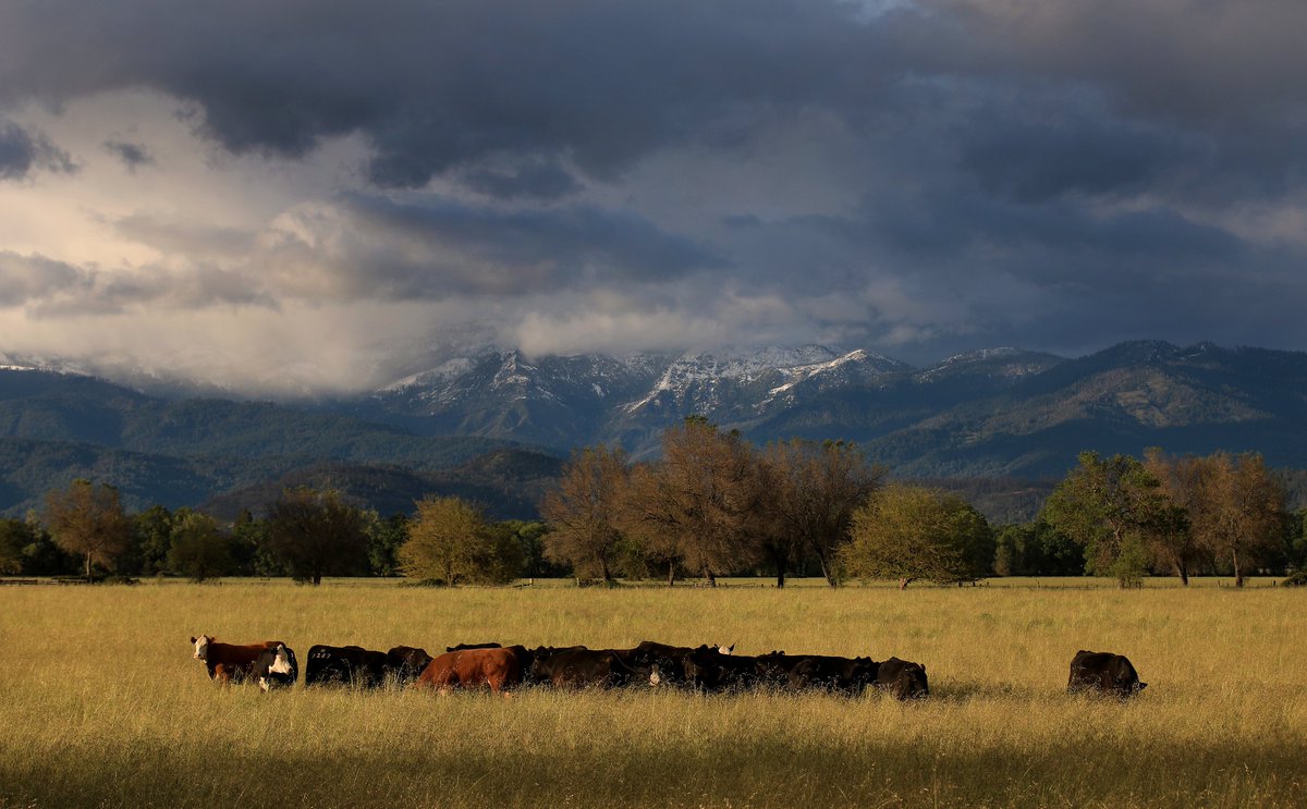 kentphotos's tweet photo. I'm not sure these cows appreciated the view today.  All they did was eat grass and produce methane. Pictures made in Round Valley in Mendocino County, Tuesday during an unusually cold May storm. @NorthBayNews @NWSEureka https://t.co/MluhukJR1q