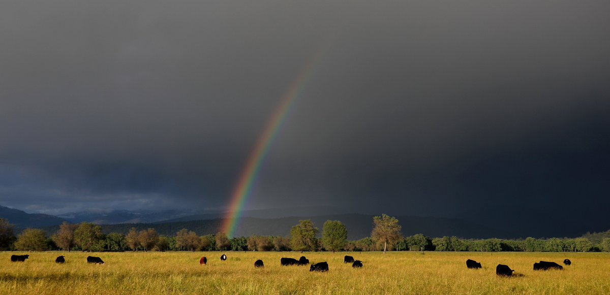 kentphotos's tweet photo. I'm not sure these cows appreciated the view today.  All they did was eat grass and produce methane. Pictures made in Round Valley in Mendocino County, Tuesday during an unusually cold May storm. @NorthBayNews @NWSEureka https://t.co/MluhukJR1q