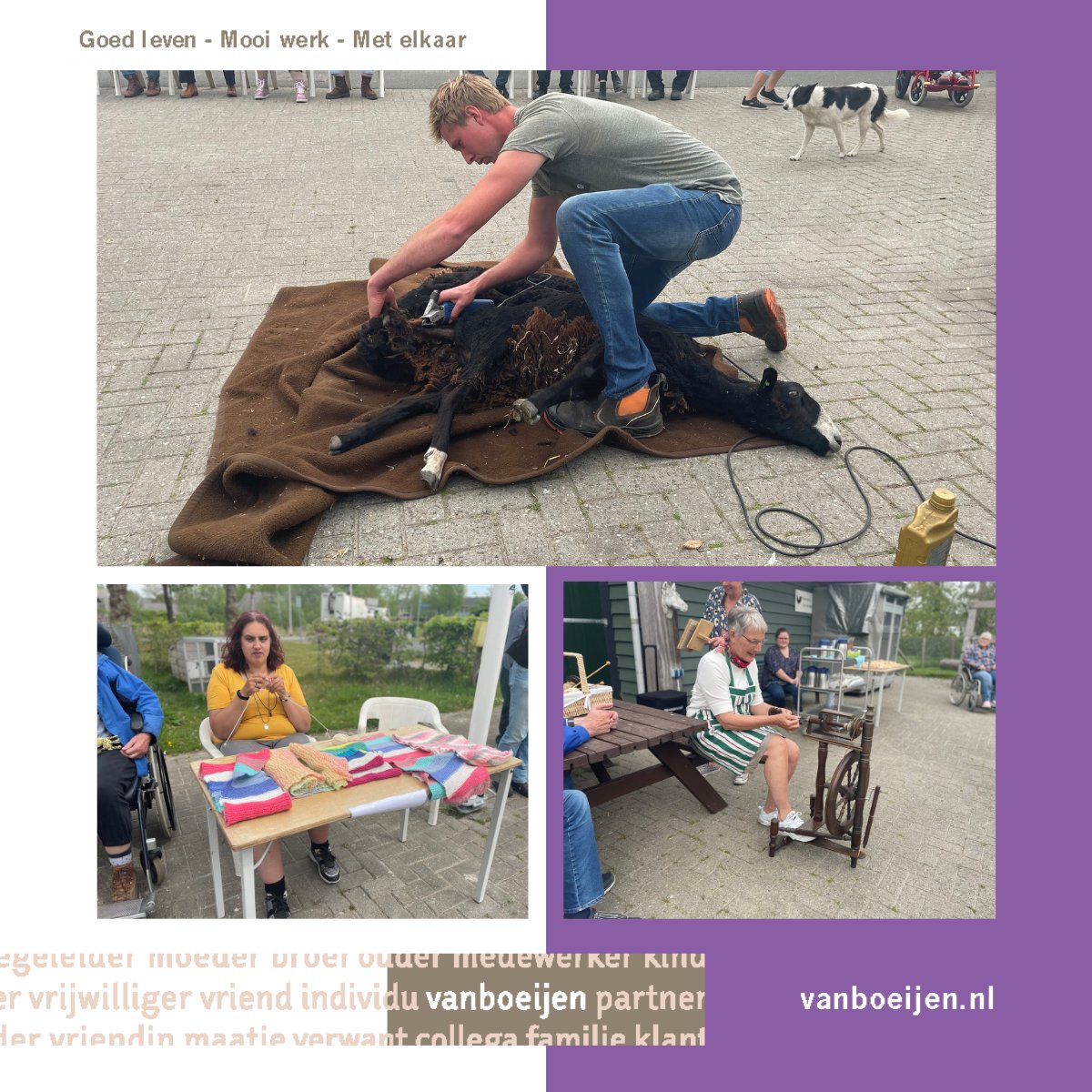 De schapen van Boerderij de Brinkstal op Park Diepstroeten werden vandaag door de scheerder één voor één ontdaan van hun winterse vacht. 
Lees meer via: vanboeijen.nl/nieuws/schaaps…

#vanboeijen #goedleven #mooiwerk #metelkaar