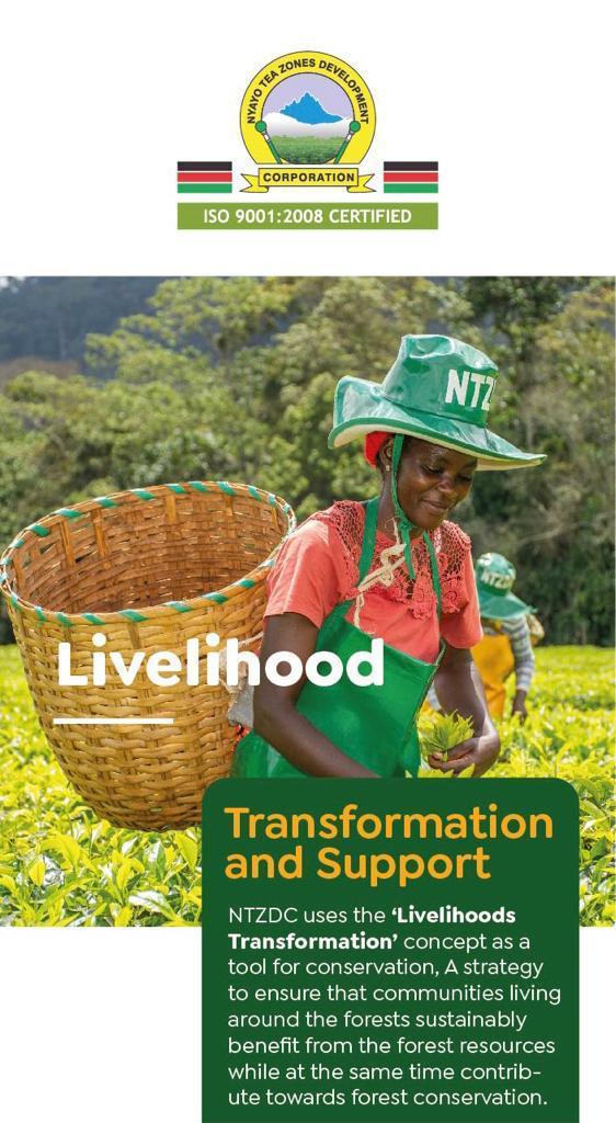 ntvkenya's tweet photo. SP: #GatituteaFactory set to be commissioned today. With its opening, @Teazones will scale-up tea processing and value addition.

https://t.co/GrkL5zLPnR 

#Inspiringconservation
#transforminlivelihoods 
#Gatitufactoryopening 
#ecosystemmanagement
#nyayoazones https://t.co/TrqaJNKFbz