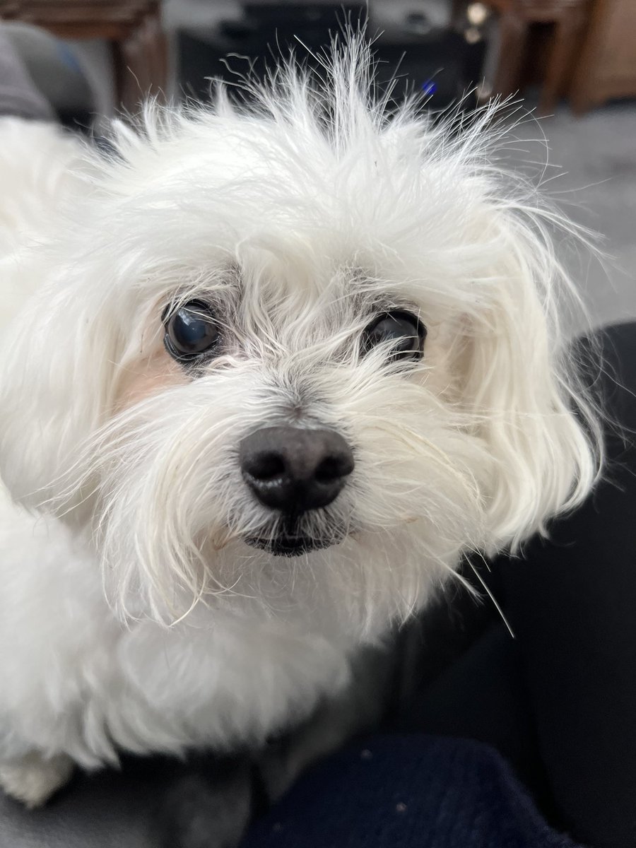 hollymaltese's tweet photo. 💕Morning my lovely💕
💕sunshine friends💕

Bit of a ‘bedhair hairdo’ going on at the moment😐

Oh-oh…I can see the brush in mums hand… so I’m off🐾🏃‍♀️🐾

Have a lovely day🥰.. Sending happy paws 🐾 

Love Hollybub x ❤️ 

#dogsoftwitter #dogs #cats https://t.co/dDA6Rjr9ha