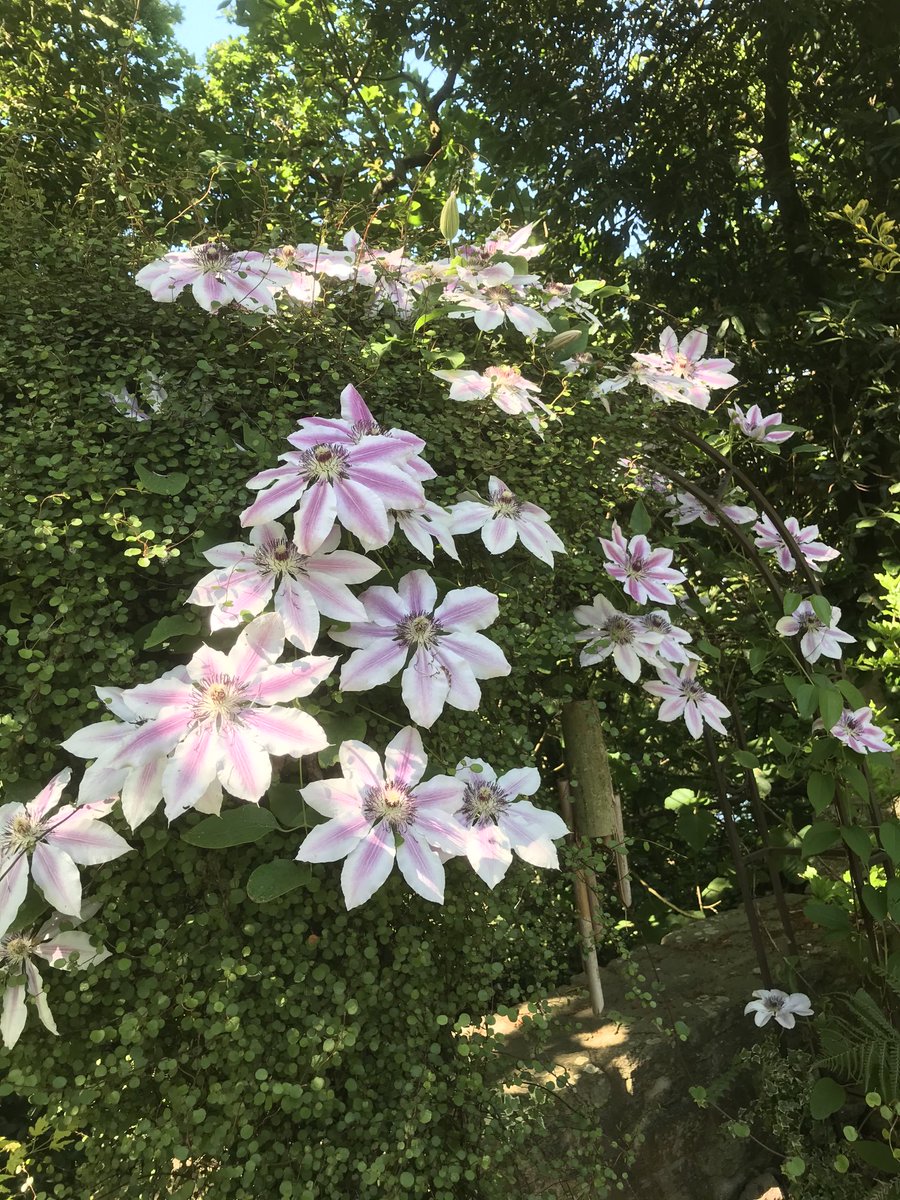 jardinpratique's tweet photo. Qui a dit que les clématites ne fleurissaient qu’au soleil ! Cette Nelly Moser est à l’ombre toute la journée et ne voit qu’un soleil tamisé une demi heure le matin.
Elle ne s’en plaint vraiment pas
#clematite https://t.co/BFW17MVR4f