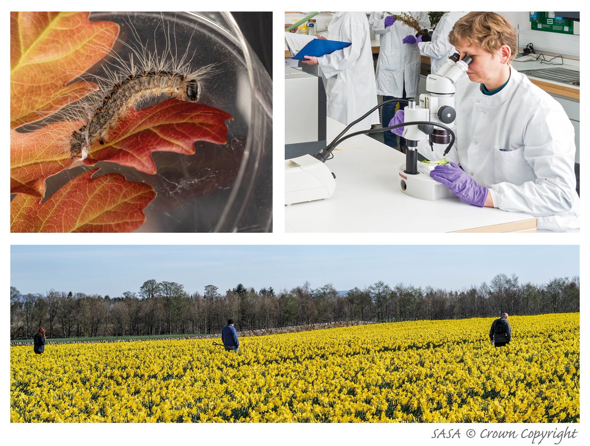 Day 3 of #planthealthweek. There are so many interesting and exciting careers within Plant Health! Here are some  examples of the work our teams do to help to protect plant health in Scotland 🔬 💻 🌱🔎