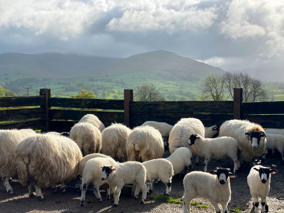 Morning sunshine ☀️… it’s been a wild wet and windy night … but all is well at the farm on the hill 🙏🌧🍃🌬🐑🌧🍃🐑🌬🌱🌬🍃🌧🐑#shepherdess #farm #hillfarm #sheepdog #may #sheep #lambs #wool #woolfarm