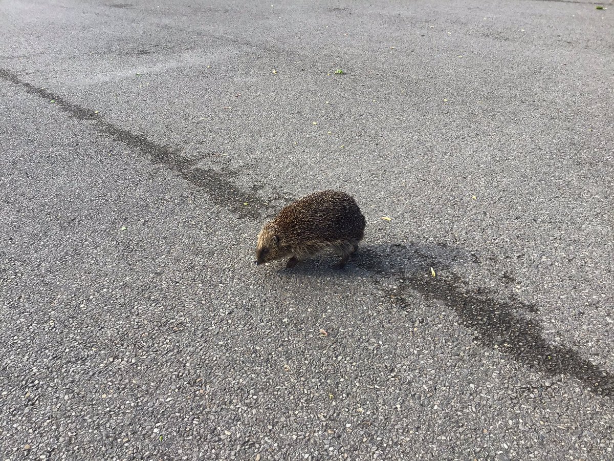 St Mary Magdalens tweet media