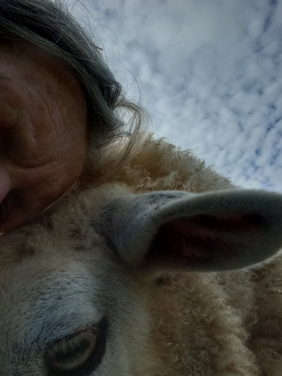 Cwtches with Alys 💞

#animalsanctuary #sheepoftwitter #sheep365 #animallovers #shepherdesslife #foreverhome #nonprofit #amazonwishlist #sponsorasheep #sheeplove

woollypatchworkshe.wixsite.com/website