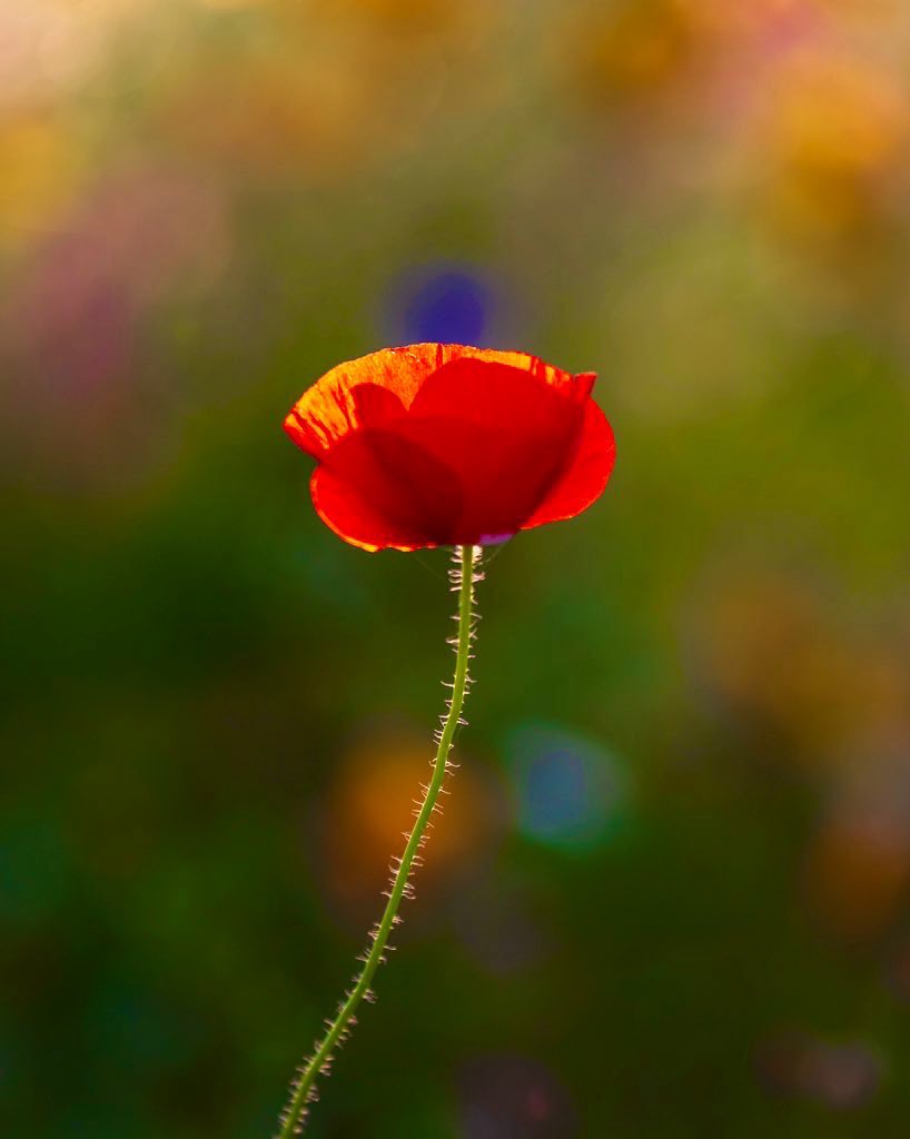 farawayfromnj's tweet photo. @claudiorossi11 Poppy flower ❤️ https://t.co/YUs8rmqR4O