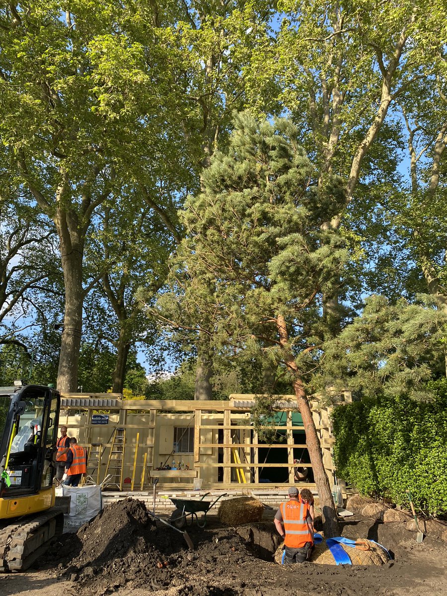 We are well into the build for Chelsea flower show - here’s a little review on our @RNLI garden progress - hedge and loggia frame progressing #RNLIatChelsea #RHSChelsea #ProjectGivingBack