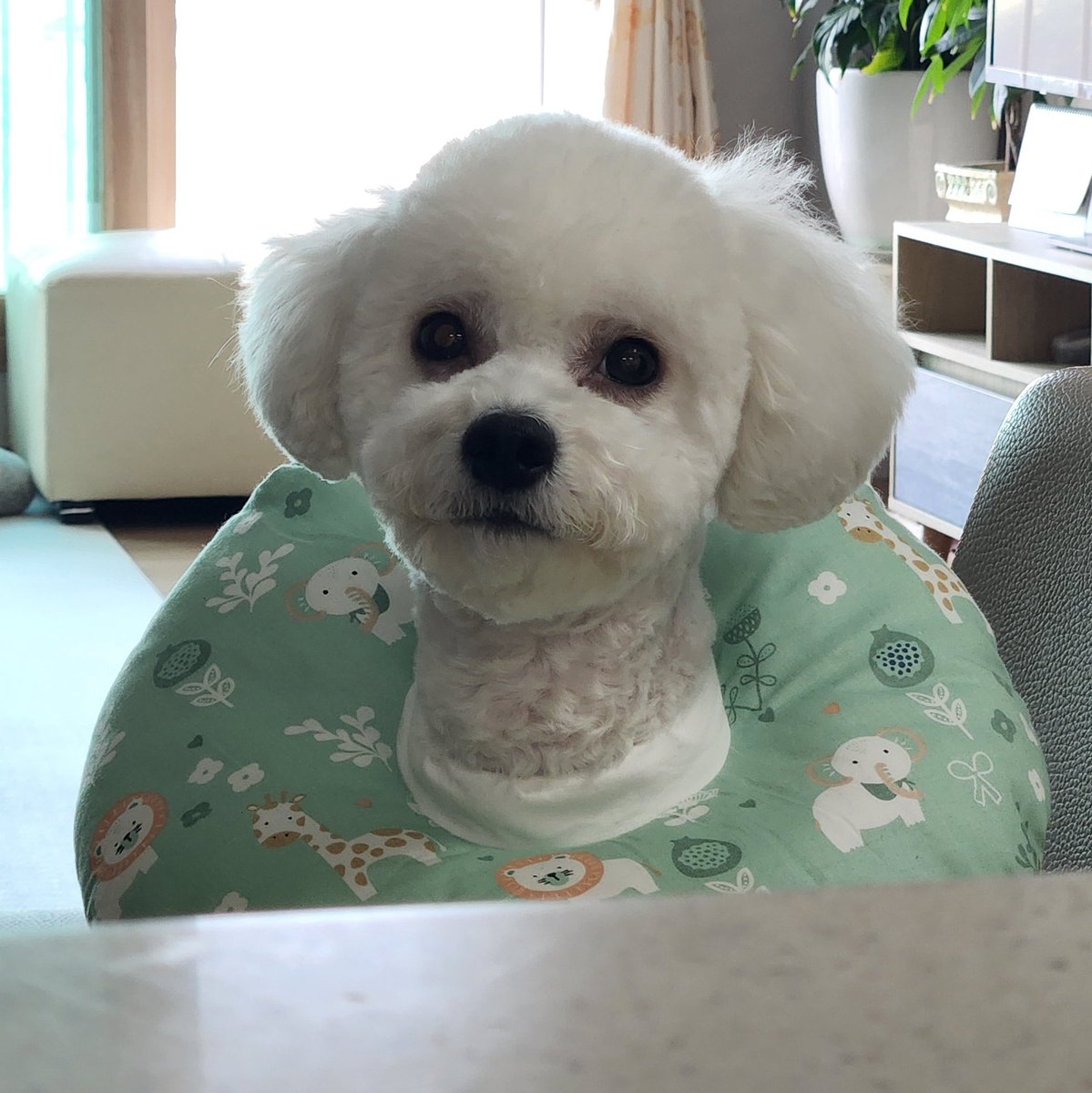 arabian9127's tweet photo. @garmentary 짧머됨 https://t.co/KgYfgYAOpB