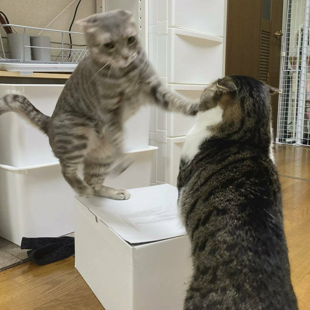 うずらねこちゃんねる Uzura Cat Twitter