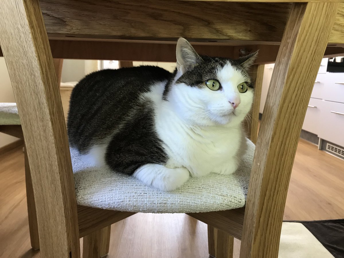 Dinner coming?? ⁦<a href="/FartyCheddarCat/">Cheddar</a>⁩