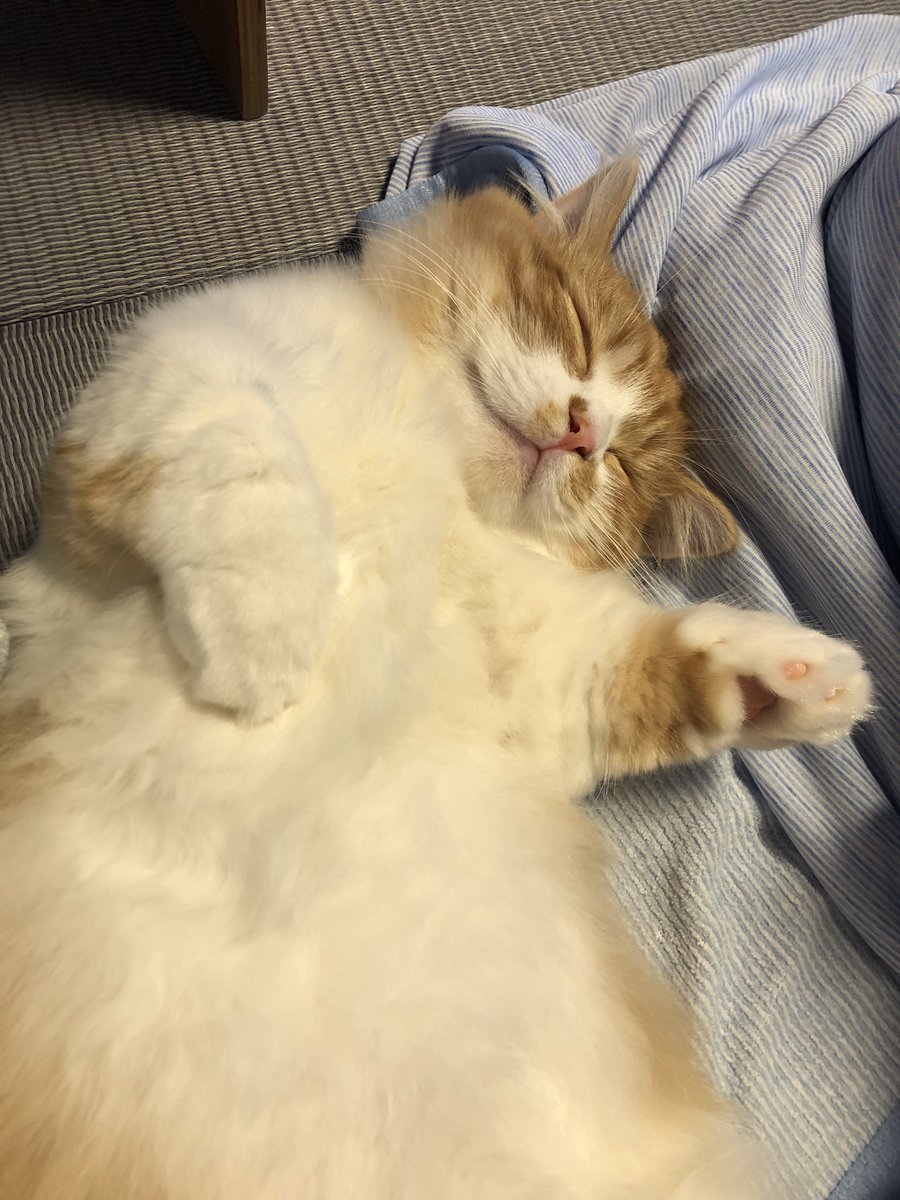 noko_827's tweet photo. チラ見、からの熟睡。

#ミヌエット #マンチカン #ペルシャ
 #猫の居る暮らし #猫好きさんと繋がりたい #ねこ https://t.co/fgh63X56l8