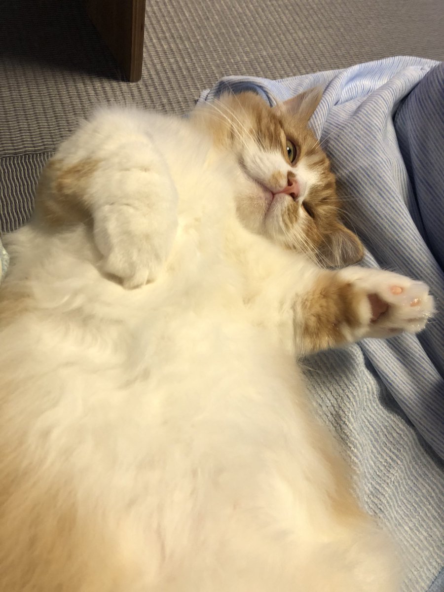 noko_827's tweet photo. チラ見、からの熟睡。

#ミヌエット #マンチカン #ペルシャ
 #猫の居る暮らし #猫好きさんと繋がりたい #ねこ https://t.co/fgh63X56l8